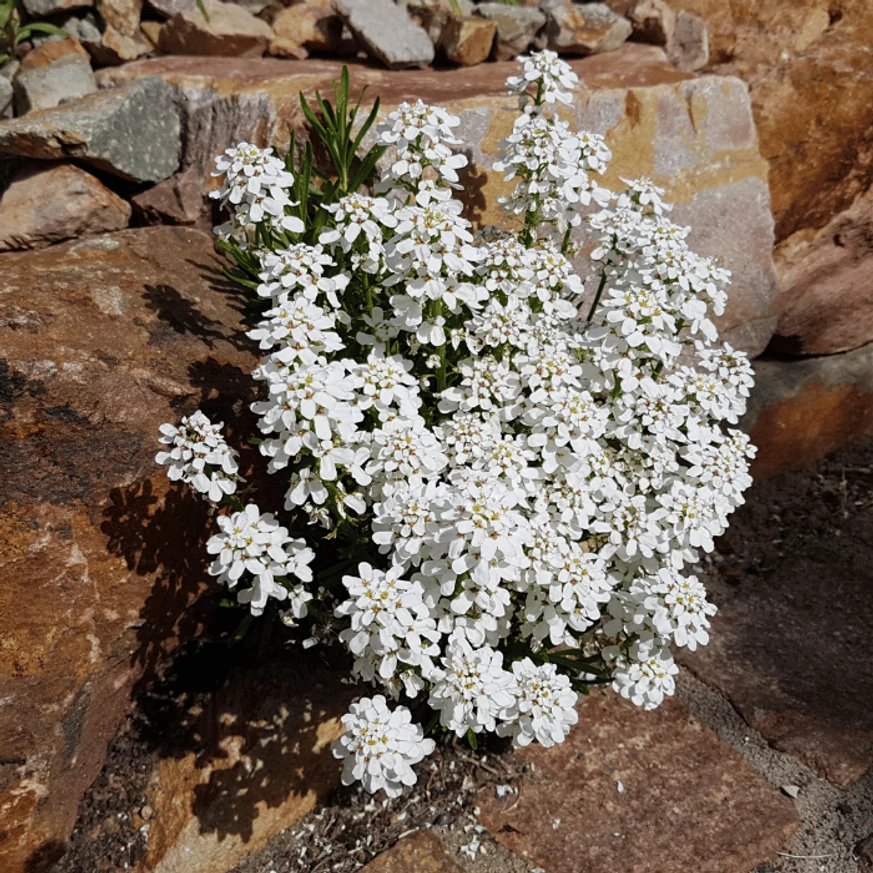 Iberis sempervirens P9 - Örökzöld tatárvirág