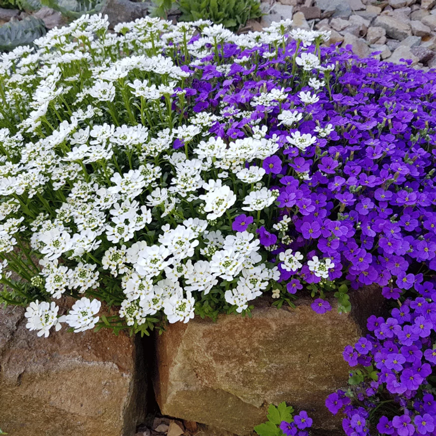 Iberis sempervirens P9 - Örökzöld tatárvirág