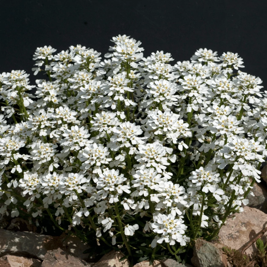 Iberis sempervirens P9 - Örökzöld tatárvirág