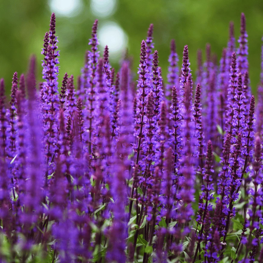 Salvia sylvestris Mainacht - Erdei zsálya