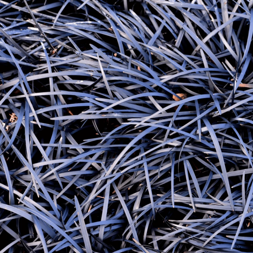 Ophiopogon planiscapus Niger CS9 - Kígyószakáll