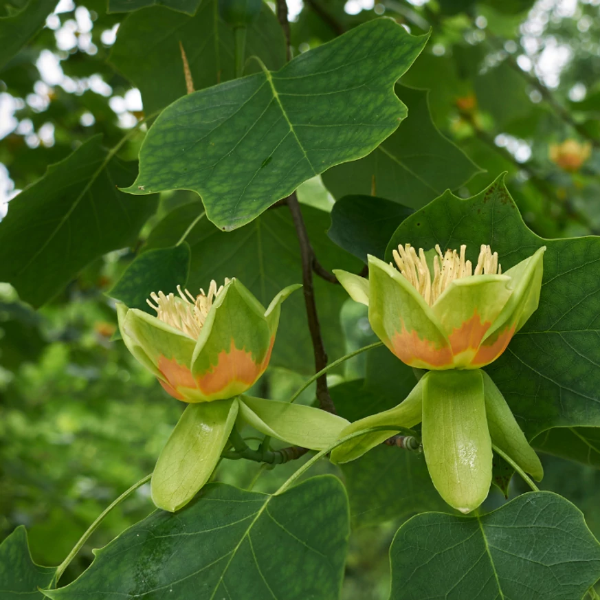 A tulipánfa virágai és levelei.