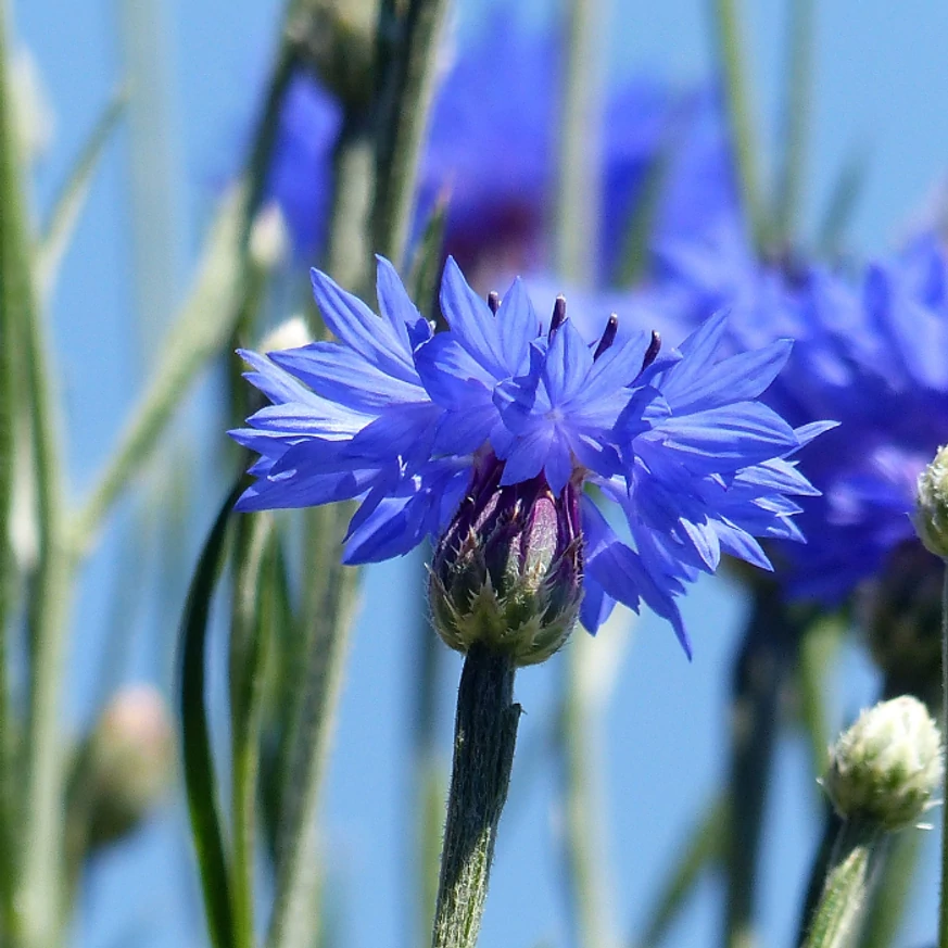 A búzavirág kék virágzata.
