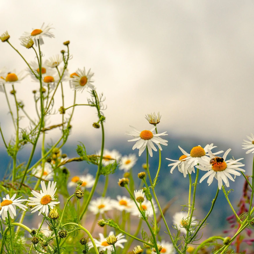 A réti margaréta fehér virágzata.
