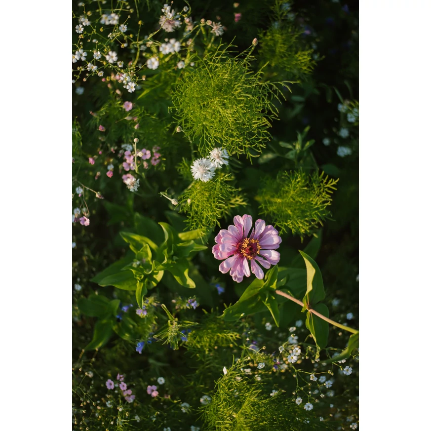 Növeld kerted biodiverzitását a Floxy Mézontó virágmagkeverékeivel. 