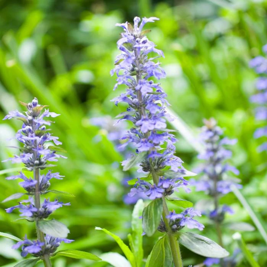 Ajuga CS9 - Sárga levelű ínfű