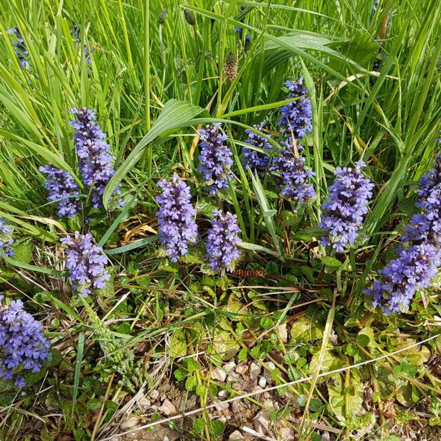 Az Ajuga Overig virágai.