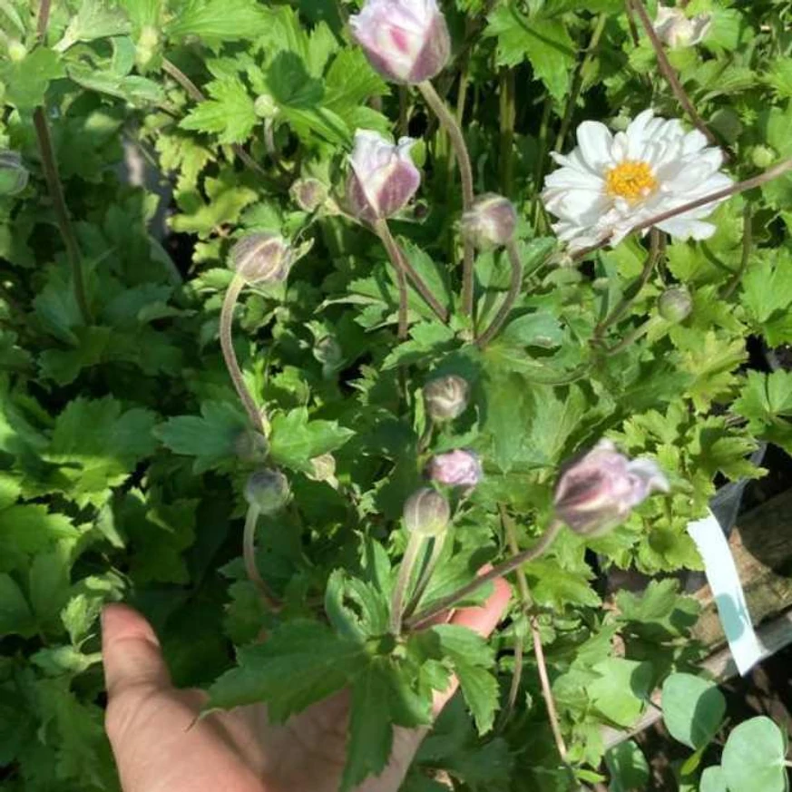 Az Anemone fehér virága és lombozata.