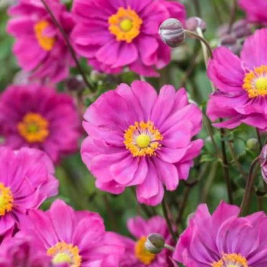 A féltelt rózsaszín szellőrózsa virága közelről.
