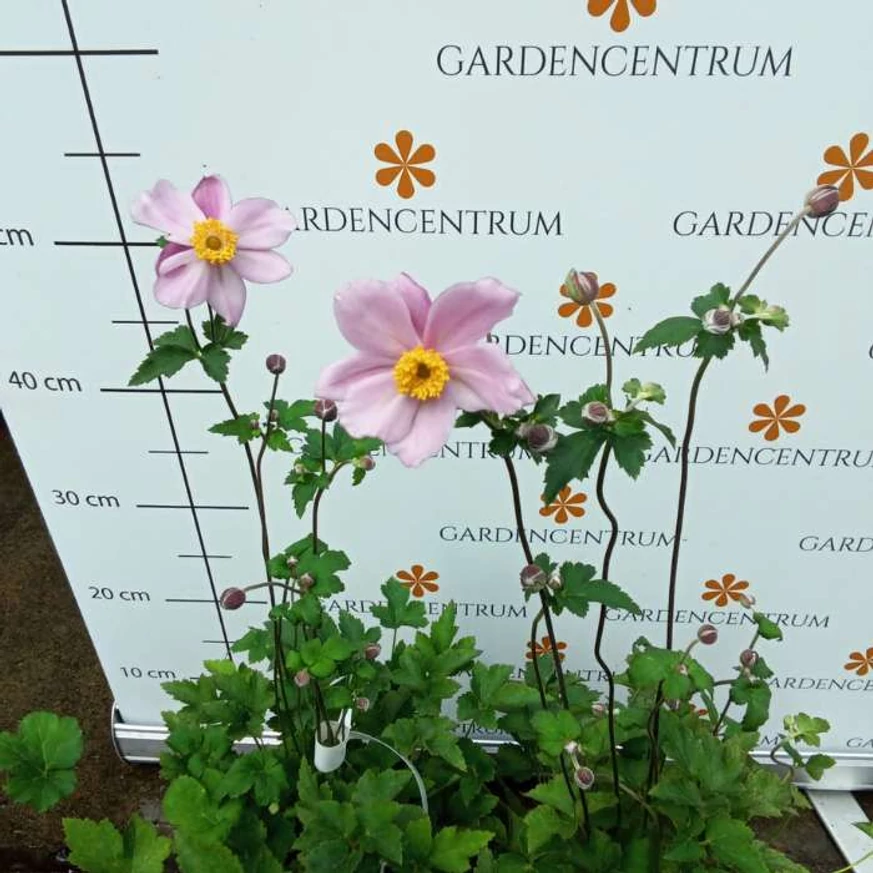 Az Anemone hybrida Serenade virágzásban.
