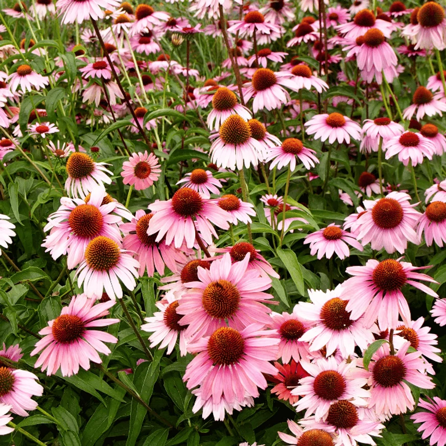 Rózsaszín Echinacea purpurea mix.