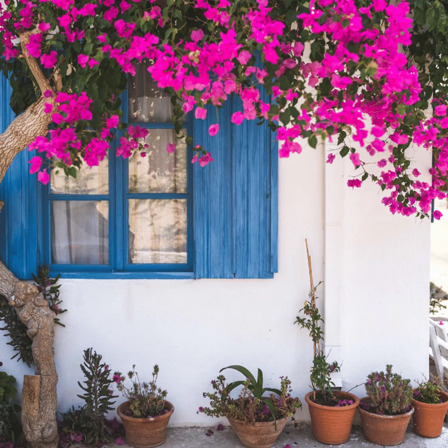 Bougainvillea, murvafürt teljes virágzásban.