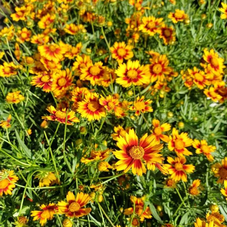 A Coreopsis Li'l Daybreak sárga virágai közelről.