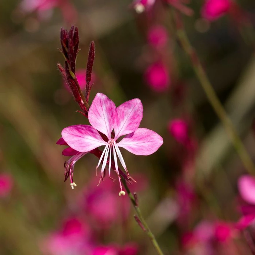 Kecses szárakon hozza rózsaszín virágait a Geyser Pink díszgyertya.