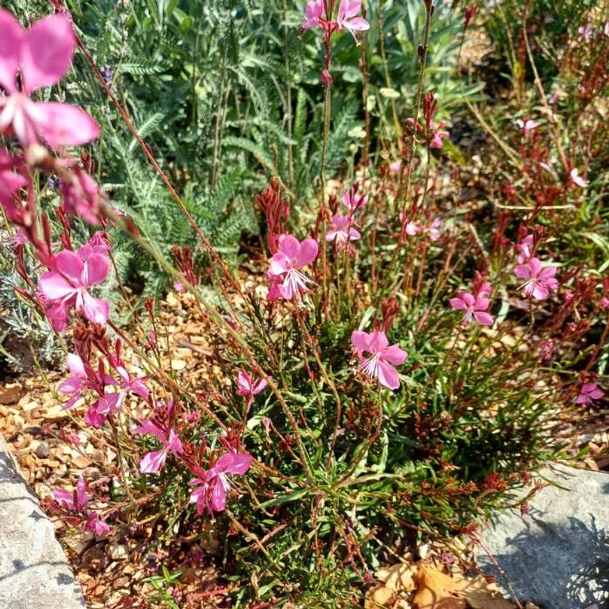 A Gaura lindheimeri rózsaszín virágai.