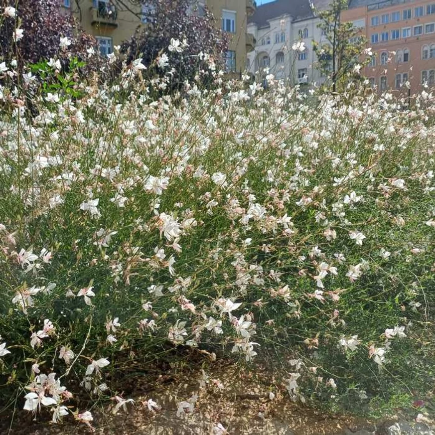 Virágágyásba ültetett Gaura lindheimeri.