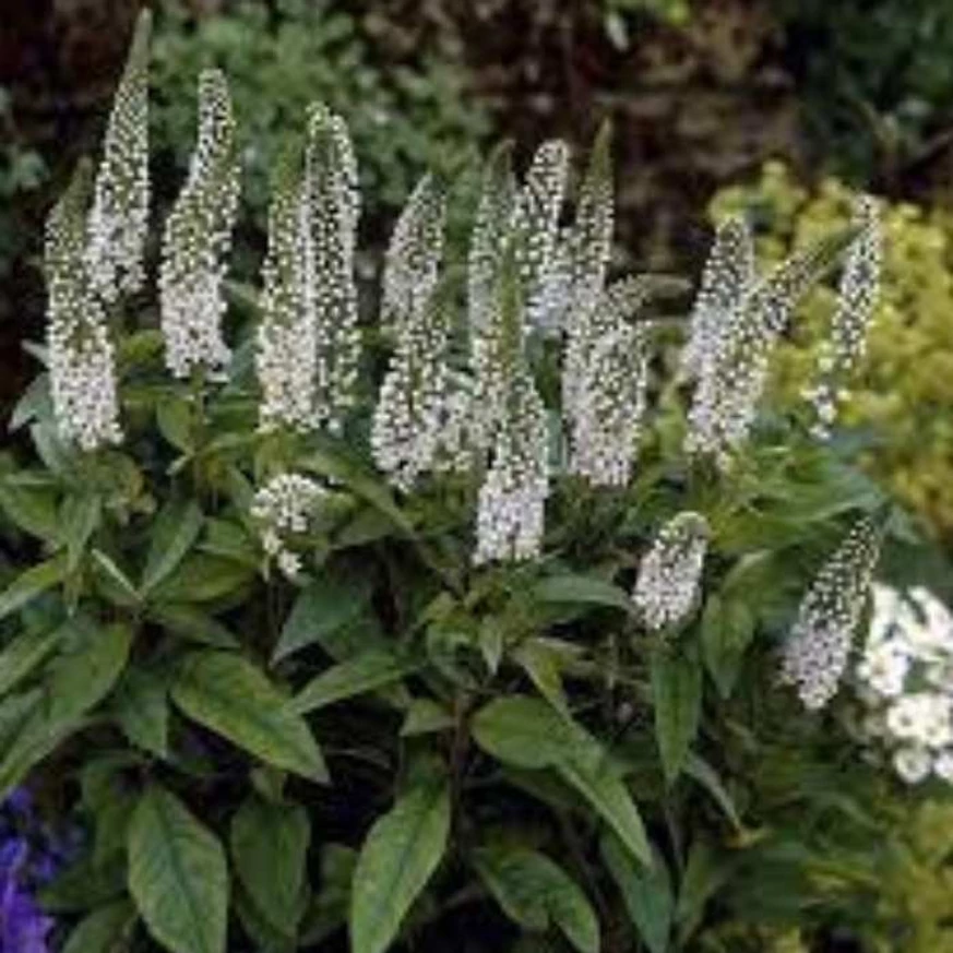 Teljes virágzásban lévő Lysimachia clethroides.