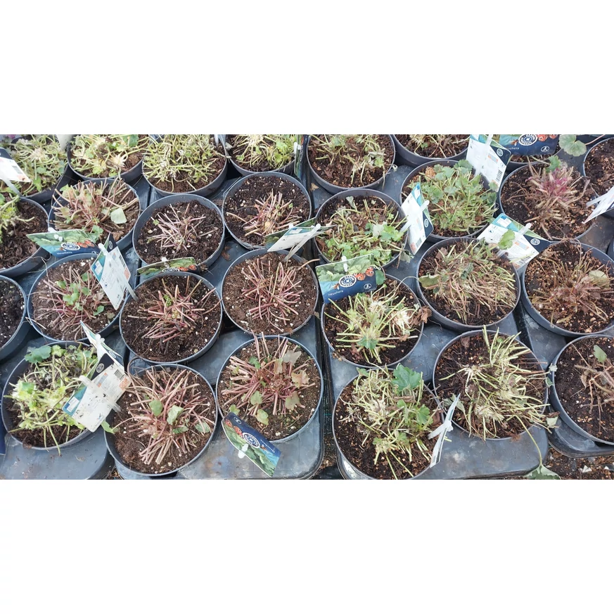 Tavaszi, visszametszett Heuchera micrantha.