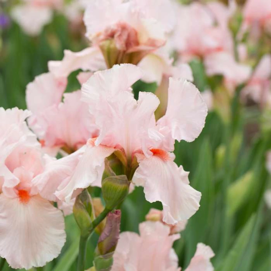 Iris cherished CS14 - Púderrózsaszín nőszirom