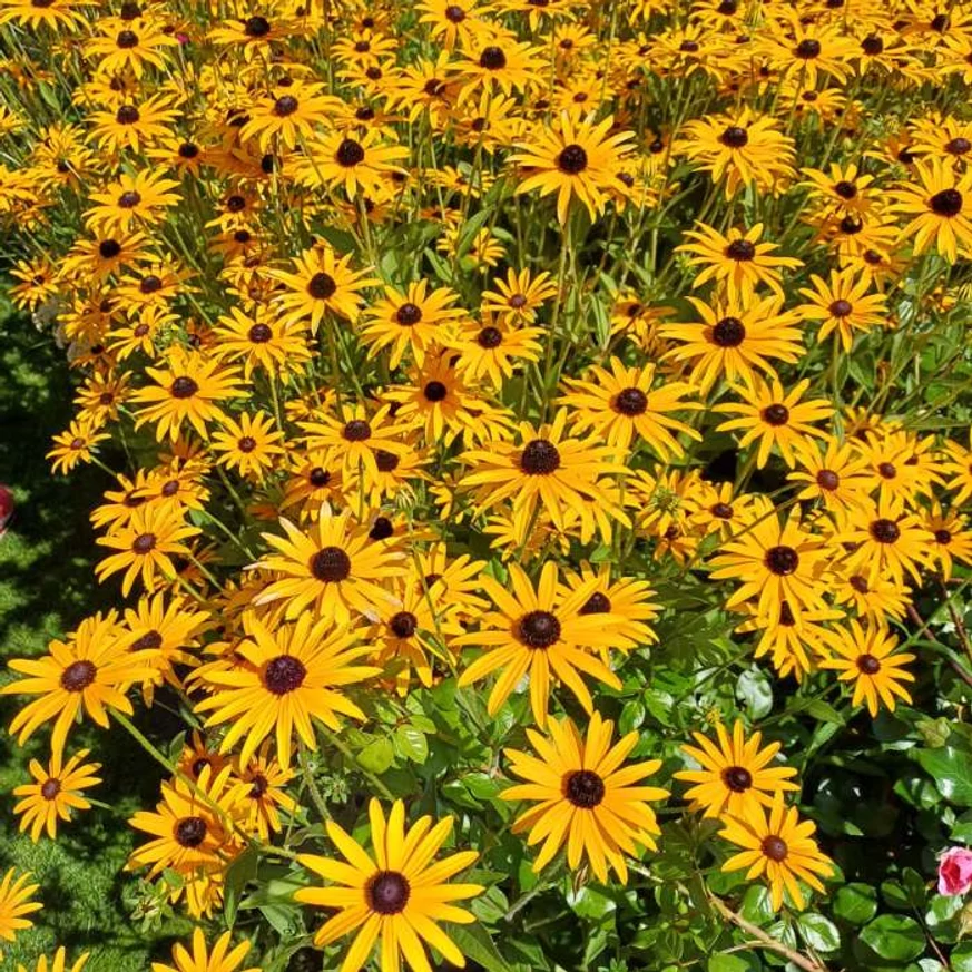 Csoportosan ültetett Rudbeckia fulgida.