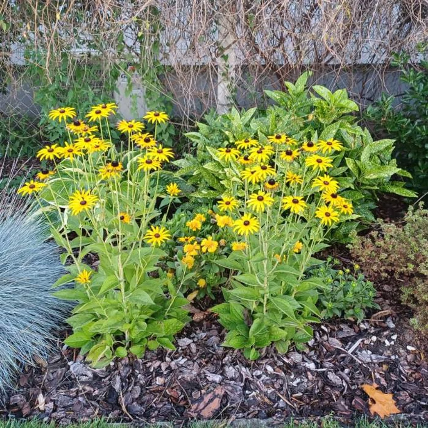 Rudbeckia fulgida - Pompás kúpvirág
