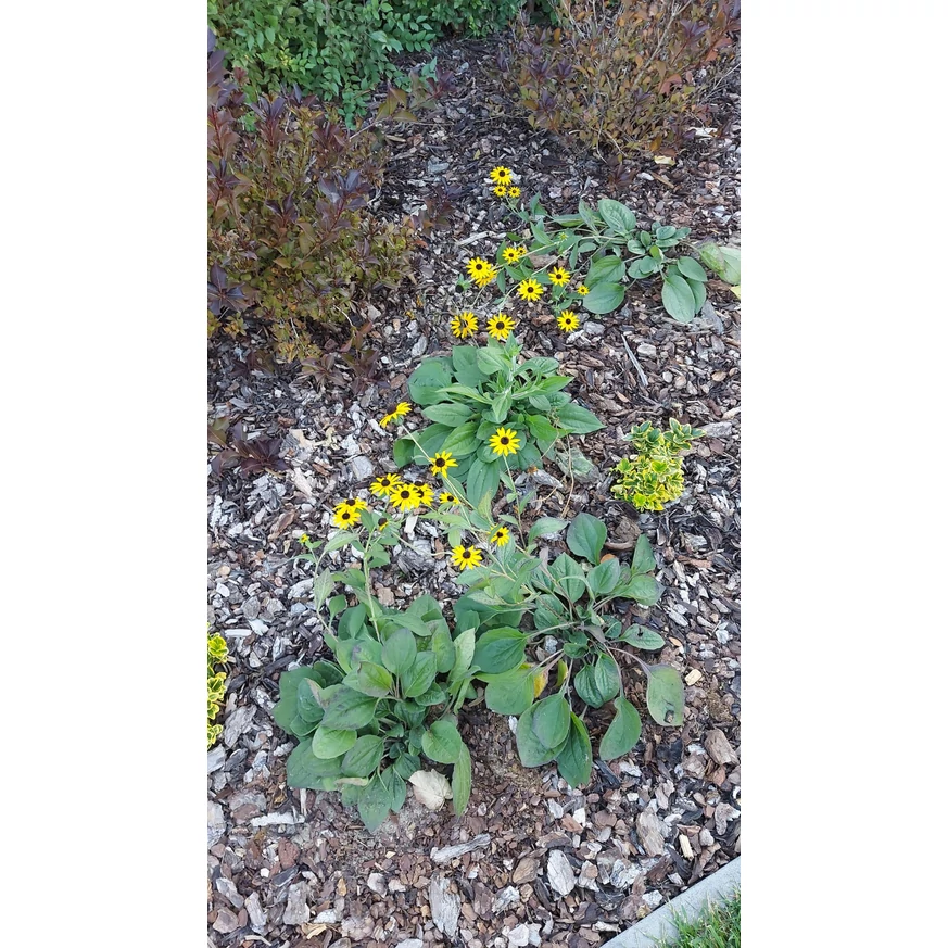 Rudbeckia fulgida - Pompás kúpvirág