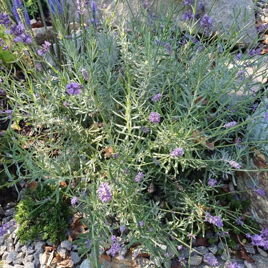 A Lavandula angustifolia Hidcote sziklakerti beültetésben.