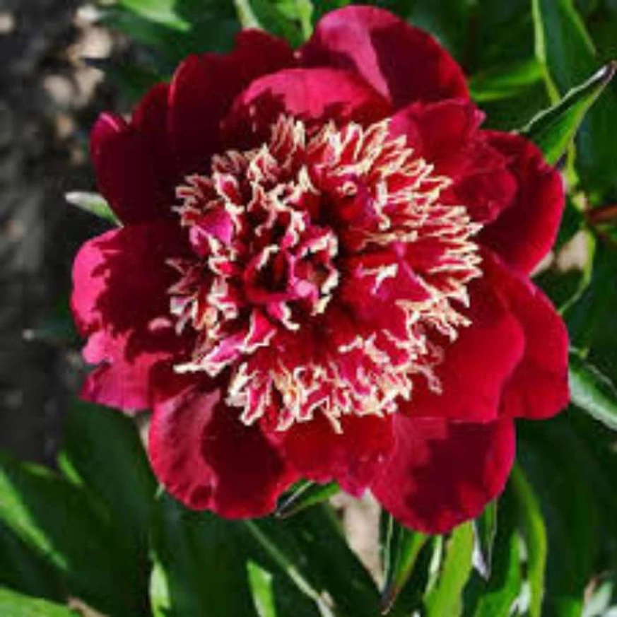 A Paeonia lactiflora Charles Burgess virága.