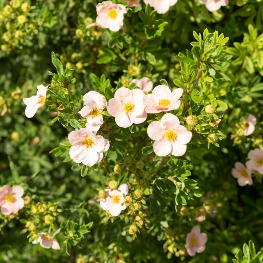 A Potentilla fruticosa virágzása.