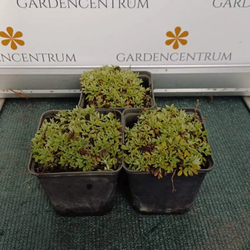 A Potentilla nitida cserépben, közelről.