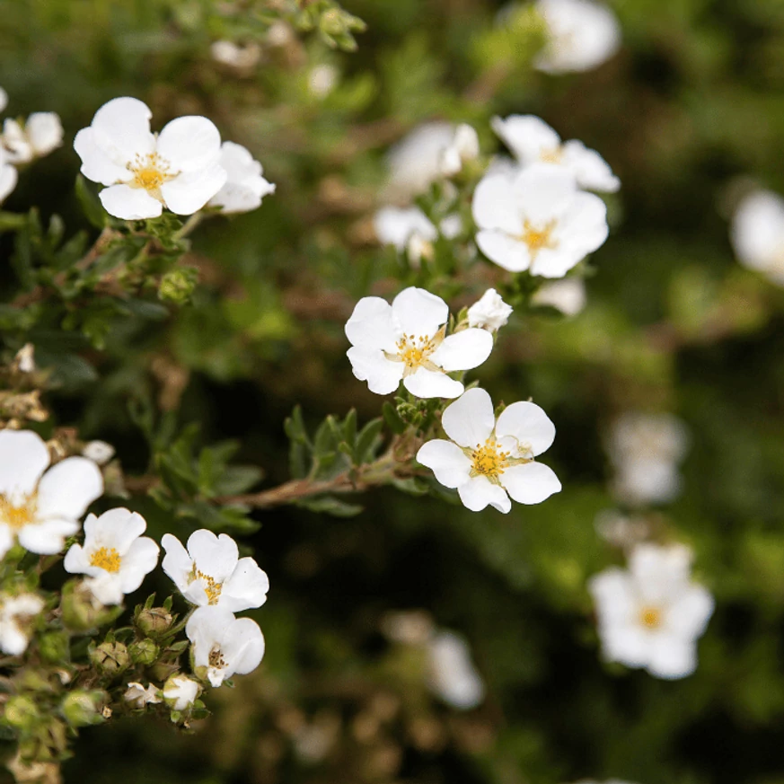 A Potentilla fruticosa fehér virágai.