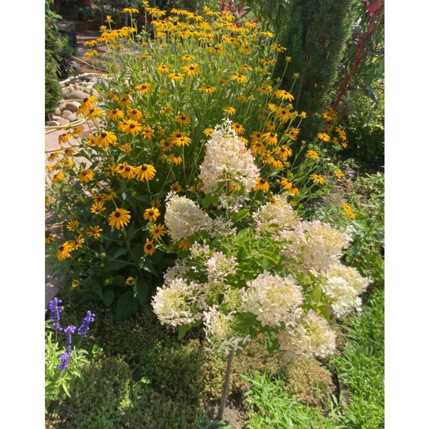 Rudbeckia fulgida - Pompás kúpvirág