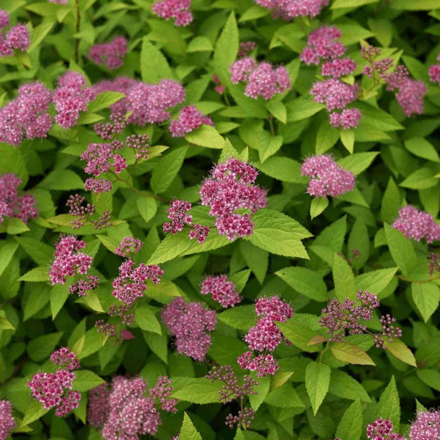 A Spiraea japonica teljes virágzásban.