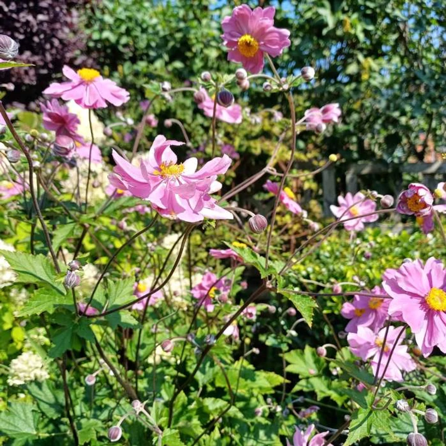 Anemone x hybrida - Rózsaszín szellőrózsa