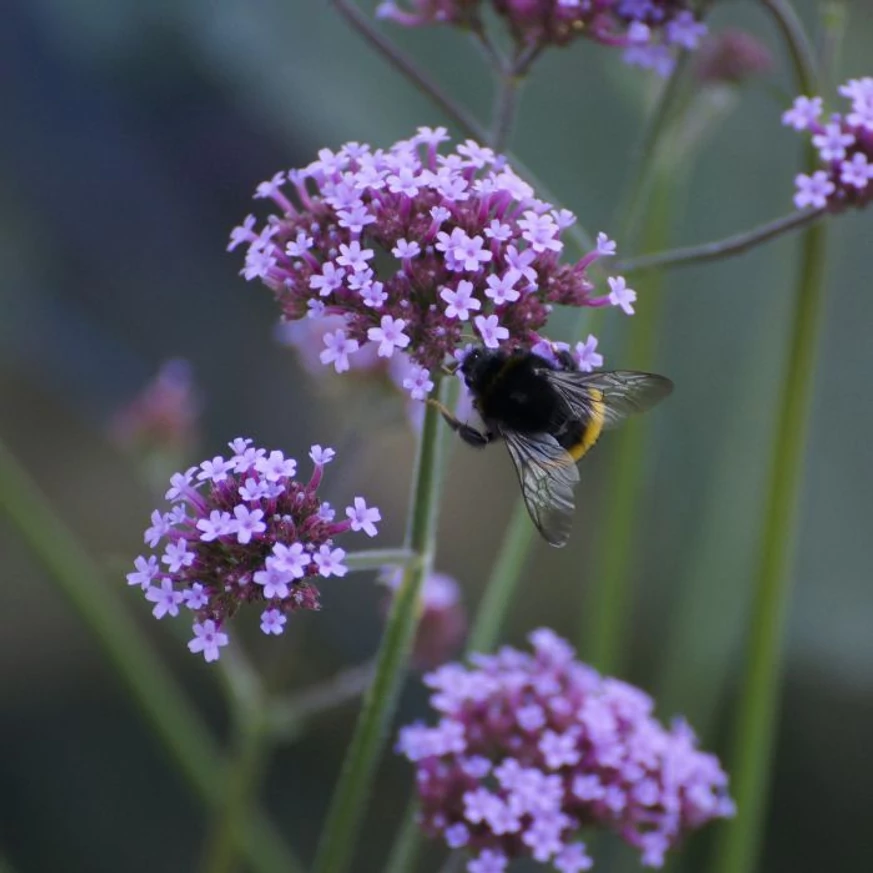 Verbena bonariensis Lollipop CS14 - Alacsony ernyős verbéna