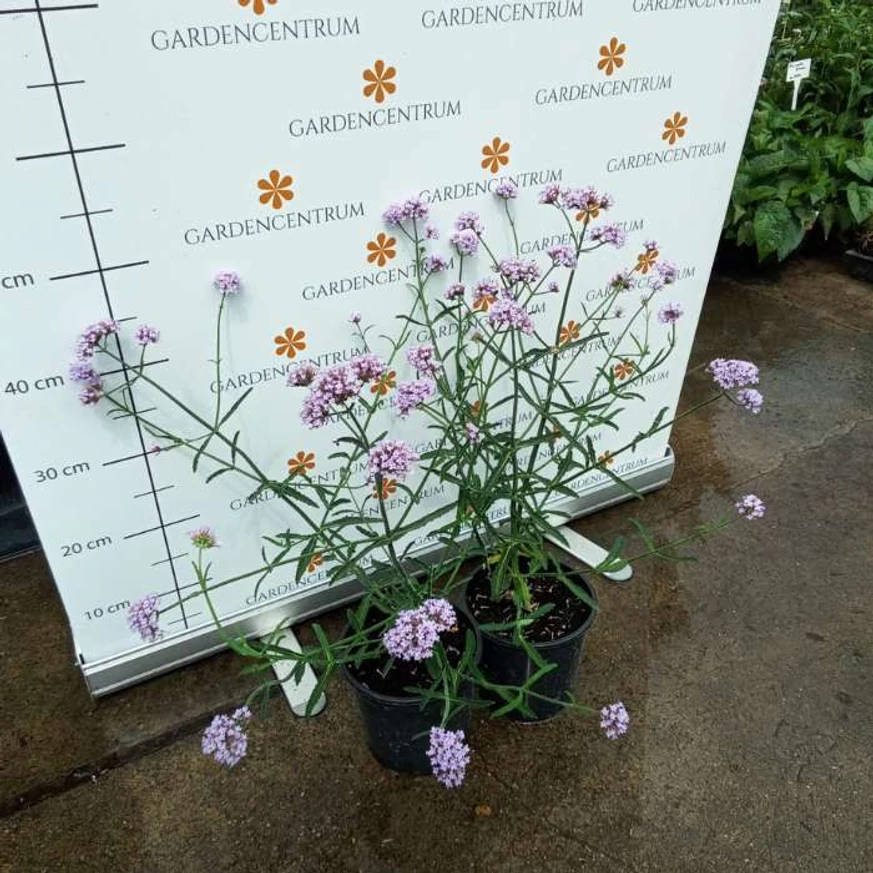 Verbena bonariensis Lollipop CS14 - Alacsony ernyős verbéna