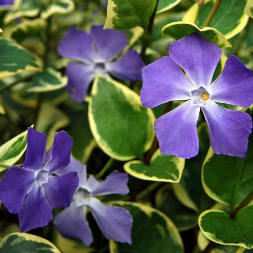 A Vinca minor Blue and Gold kék virágai és sárgatarka lomblevelei.