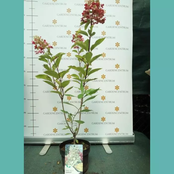 Hydrangea paniculata Candlelight K2 - Bugás hortenzia