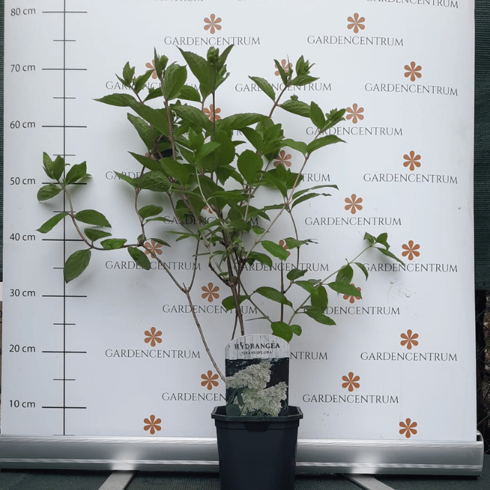 Hydrangea paniculata Grandiflora K2 - Bugás hortenzia