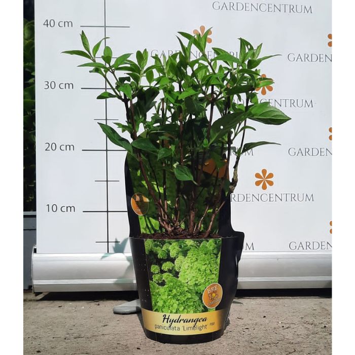 Hydrangea paniculata Limelight CS12 - Bugás hortenzia
