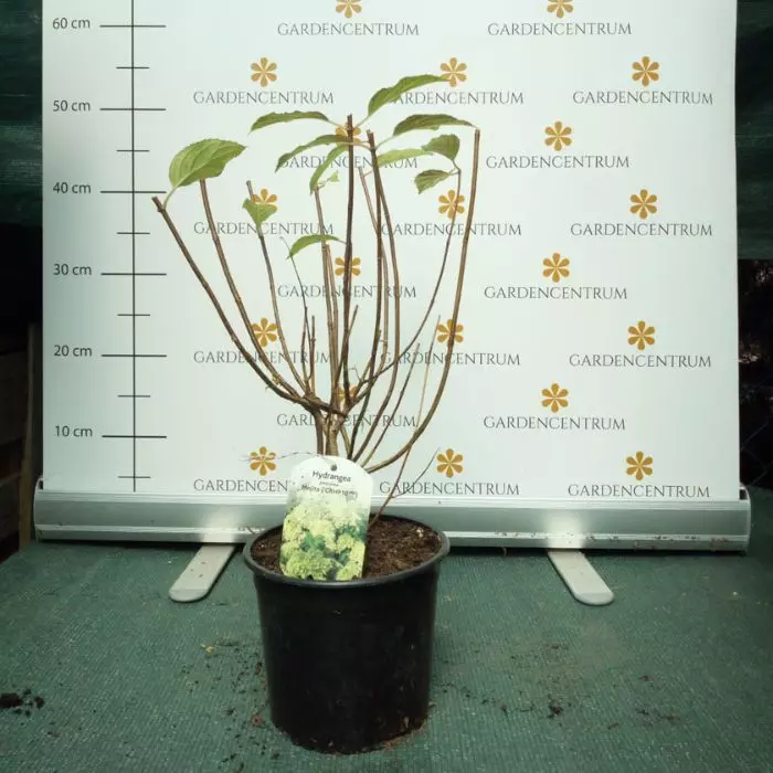 Hydrangea paniculata Mojito K2 - Bugás hortnezia