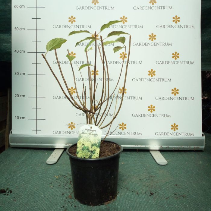 Hydrangea paniculata Mojito - Bugás hortnezia