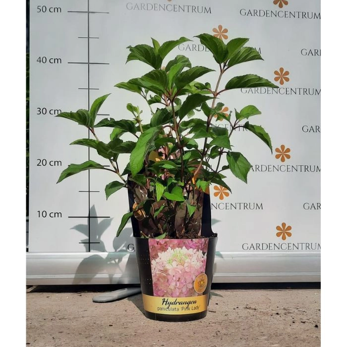 Hydrangea paniculata Pink Lady CS12 - Bugás hortenzia