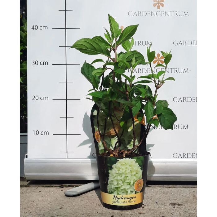 Hydrangea paniculata Silver Dollar - Bugás hortenzia
