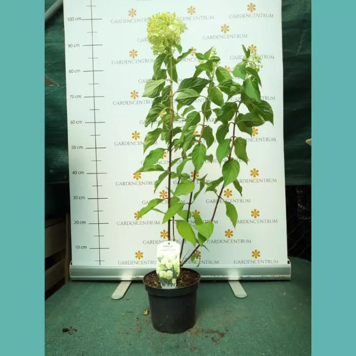 Hydrangea paniculata Skyfall K2 - Bugás hortenzia