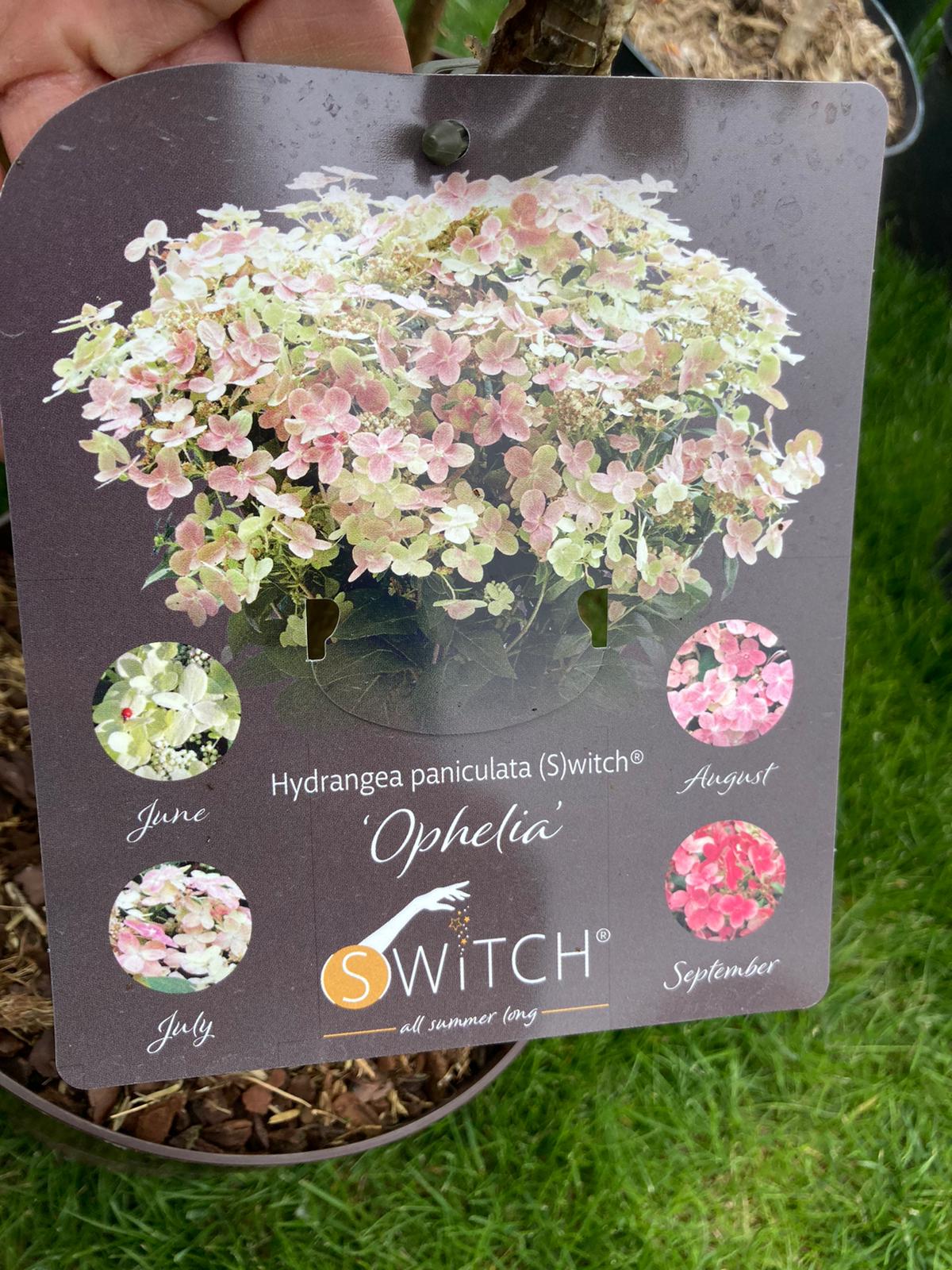 Hydrangea paniculata Switch Ophelia MT30- Mini törzses hortenzia