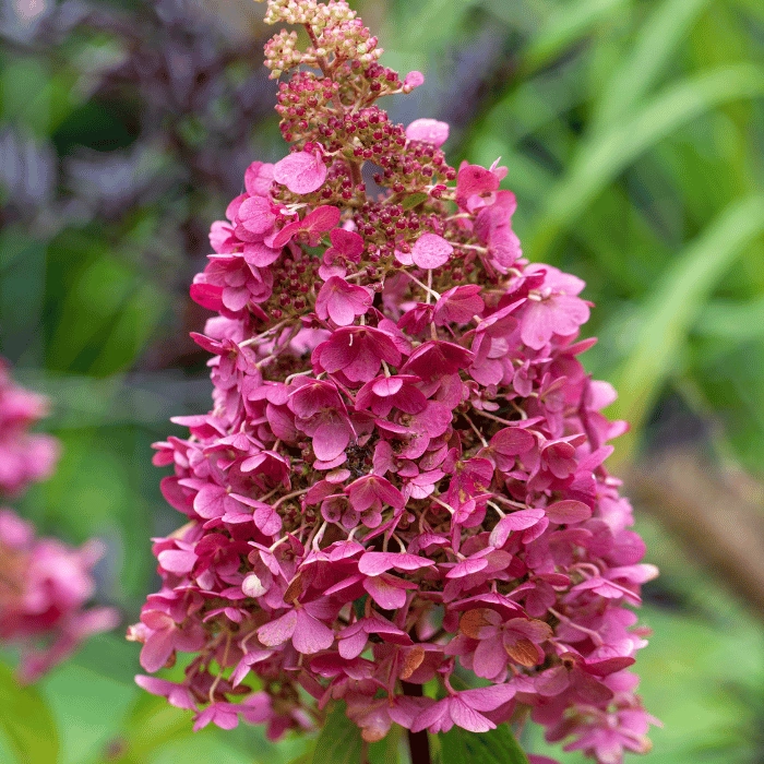 Hydrangea paniculata Living Pinky Promise® K5 - Bugás hortenzia