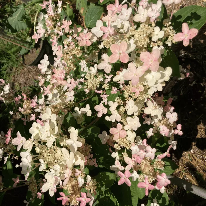 Hydrangea paniculata Switch Ophelia K6 - Bugás hortenzia