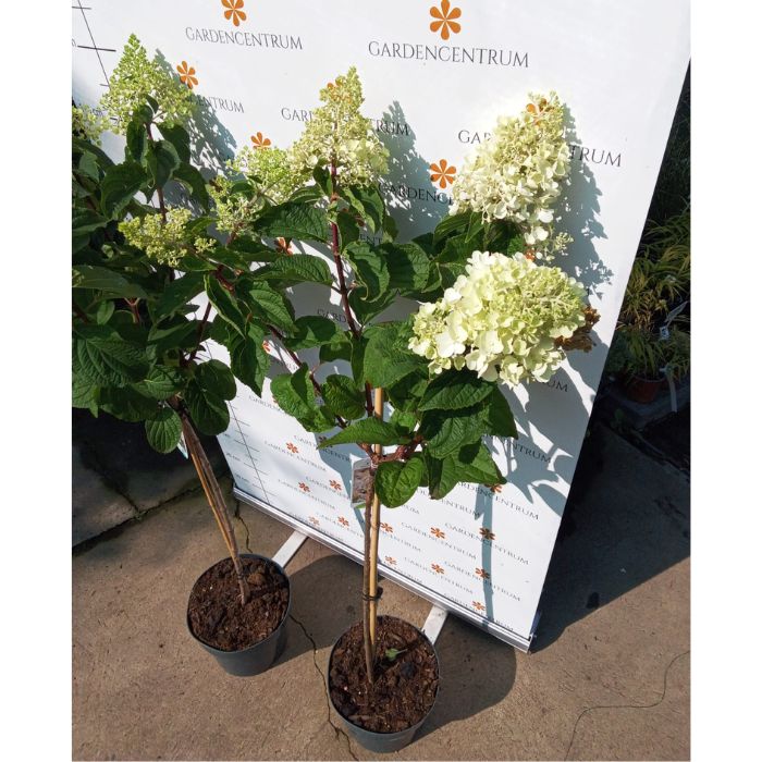 Hydrangea paniculata MT60 Silver Dollar - Magastörzsű bugás hortenzia