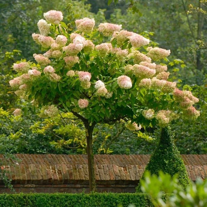Hydrangea paniculata Vanille Fraise MT50 - Bugás hortenzia fa